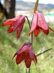 Endangered Plants – Threatened by the LNG Pipeline